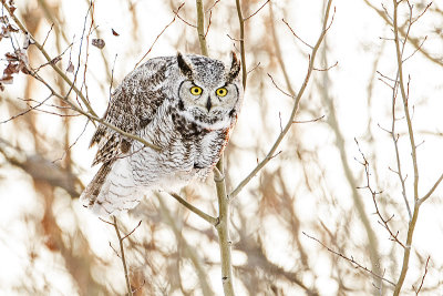 great horned owl 010116_MG_9542 