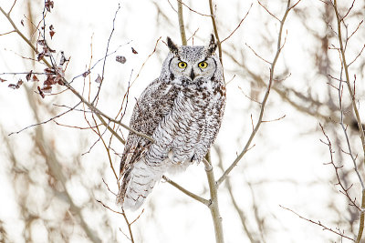 great horned owl 010116_MG_9718 