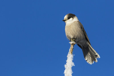 gray jay 010916_MG_0385 copy.jpg