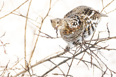 ruffed grouse 010916_MG_0708 copy.jpg