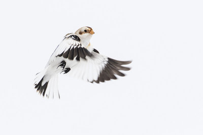 snow bunting 012216_MG_0967 