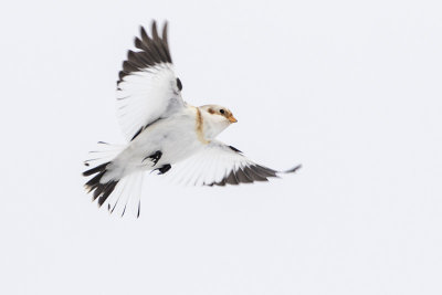 snow bunting 012216_MG_0962 