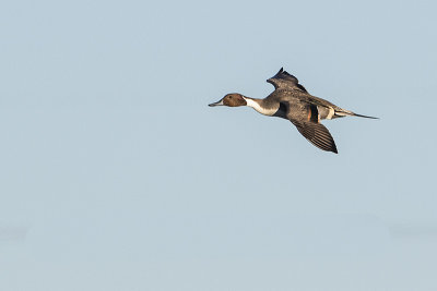 northern pintail 012416_MG_3132 