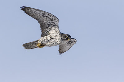 gyrfalcon 012516_MG_3984 