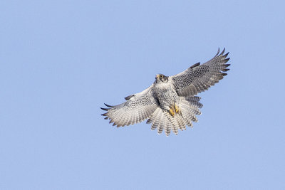 gyrfalcon 012516_MG_4025 