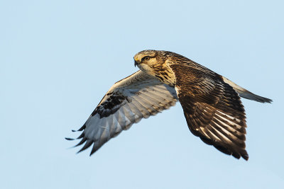 rough-legged hawk 012516_MG_4169 