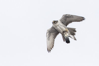 gyrfalcon 020316_MG_4624 