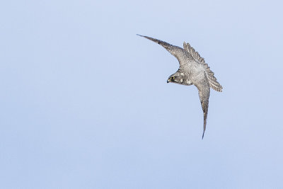 gyrfalcon 020516_MG_4699 