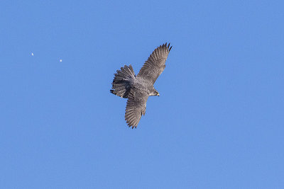 gyrfalcon 020616_MG_4904 