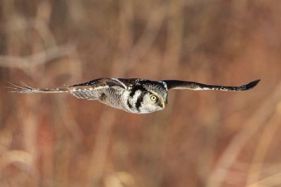 northern hawk owl 021316_MG_5201 