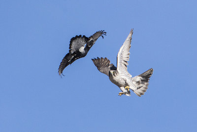 gyrfalcon 021816_MG_6107 