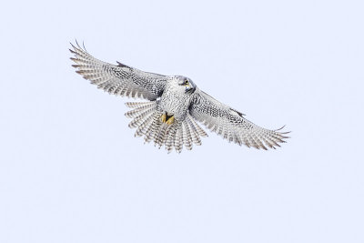 gyrfalcon 021916_MG_6229 