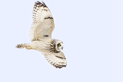 short-eared owl 022016_MG_6355 