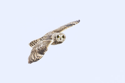 short-eared owl 022016_MG_6486 