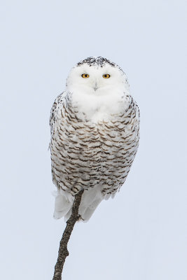 snowy owl 022016_MG_6726 