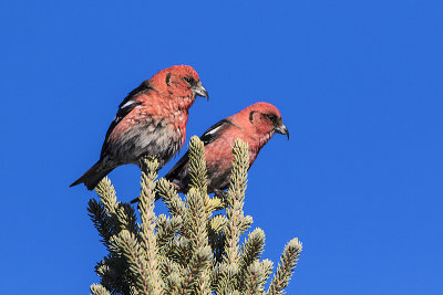 white-winged crossbills 022116_MG_6896 