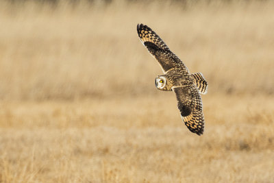 short-eared owl 022516_MG_7259 