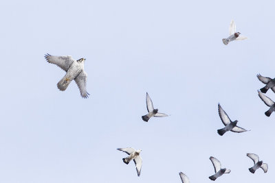 gyrfalcon 022916_MG_8518 