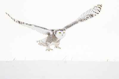 snowy owl 022816_MG_5411 
