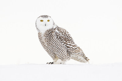 snowy owl 022816_MG_7569 