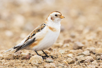 snow bunting 030616_MG_8797 