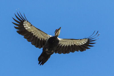 pileated woodpecker 031916_MG_9626 