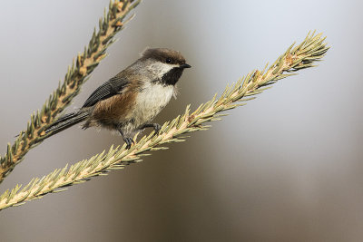 boreal chickadee 031916_MG_9874 