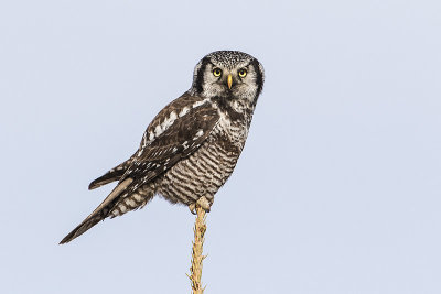 northern hawk owl 031916_MG_9740 