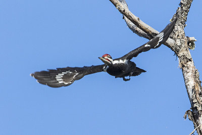 pileated woodpecker 032716_MG_1278 