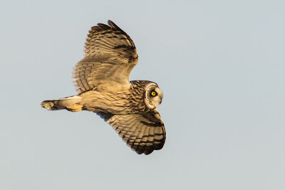 short-eared owl 032616_MG_0423
