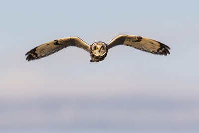 short-eared owl 032616_MG_0553