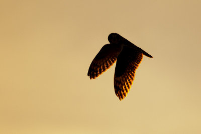 short-eared owl 032616_MG_0834 