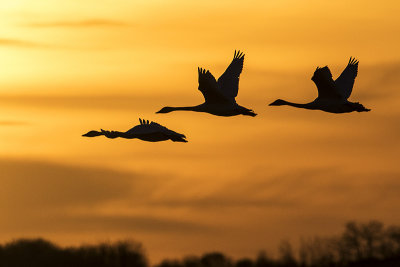 tundra swans 040316_MG_3221