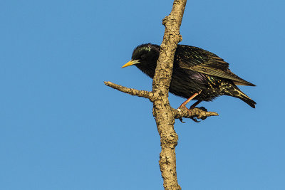 european starling 040316_MG_2596 