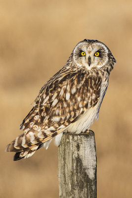 short-eared owl 040316_MG_2009 