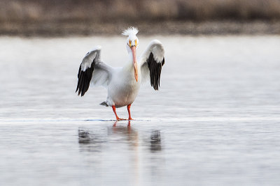 american white pelican 041116_MG_5992 