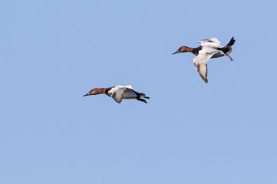 canvasback 041016_MG_5033 