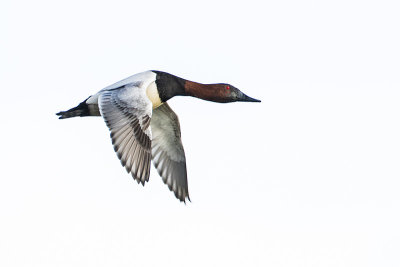 canvasback 041116_MG_5655 