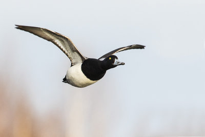 greater scaup 041116_MG_5811 