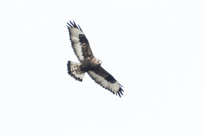 rough-legged hawk 041016_MG_4061 