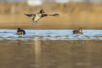 green-winged teal 041716_MG_6456 