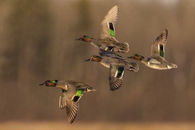 green-winged teal 041716_MG_6412 