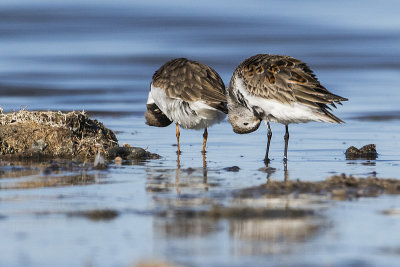 dunlin & semipalmated plover 042016_MG_8010 