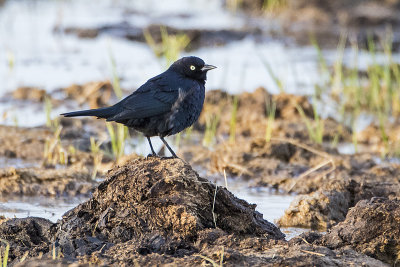 rusty blackbird 042116_MG_9174