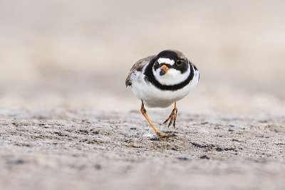 semipalmated plover 042716_MG_9694