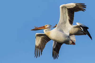 american white pelican 050716_MG_3846 