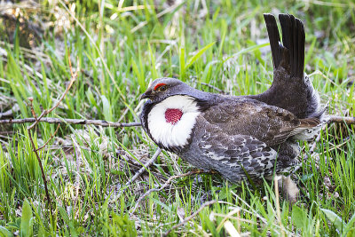 dusky grouse 050716_MG_5772 