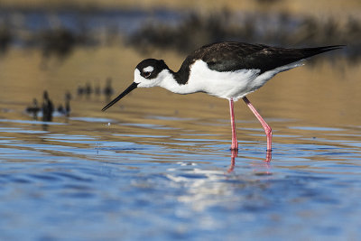 black-necked stilt 050816_MG_5947 