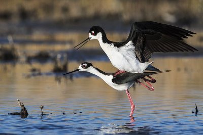 black-necked stilts 050816_MG_5358 