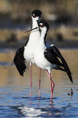 black-necked stilts 050816_MG_5369
